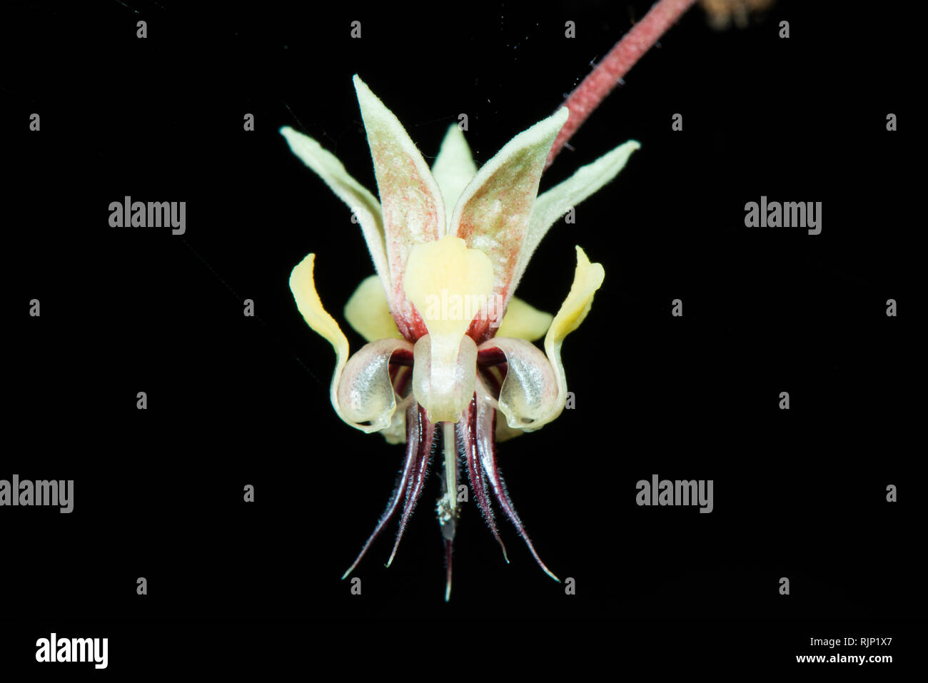 Flower of the Cocoa tree (Theobroma cacao). The flower grows directly