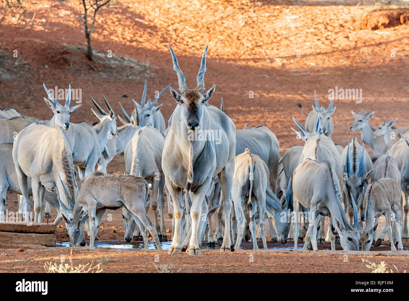 A herd of Eland at a watering hole in Southern African savanna Stock Photo