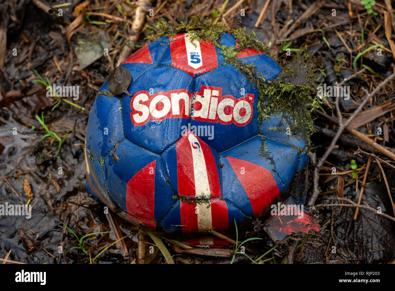 Old deflated abandoned Sondico football soccer ball in soggy forest as useless object. Stock Photo