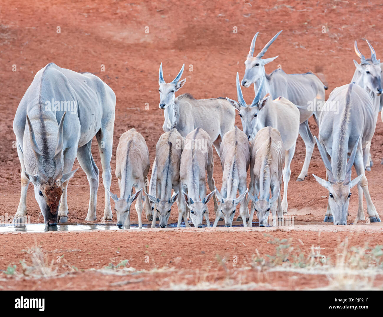 A herd of Eland at a watering hole in Southern African savanna Stock Photo