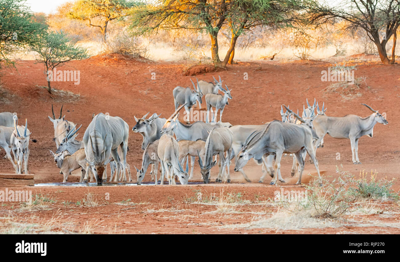 A herd of Eland at a watering hole in Southern African savanna Stock Photo