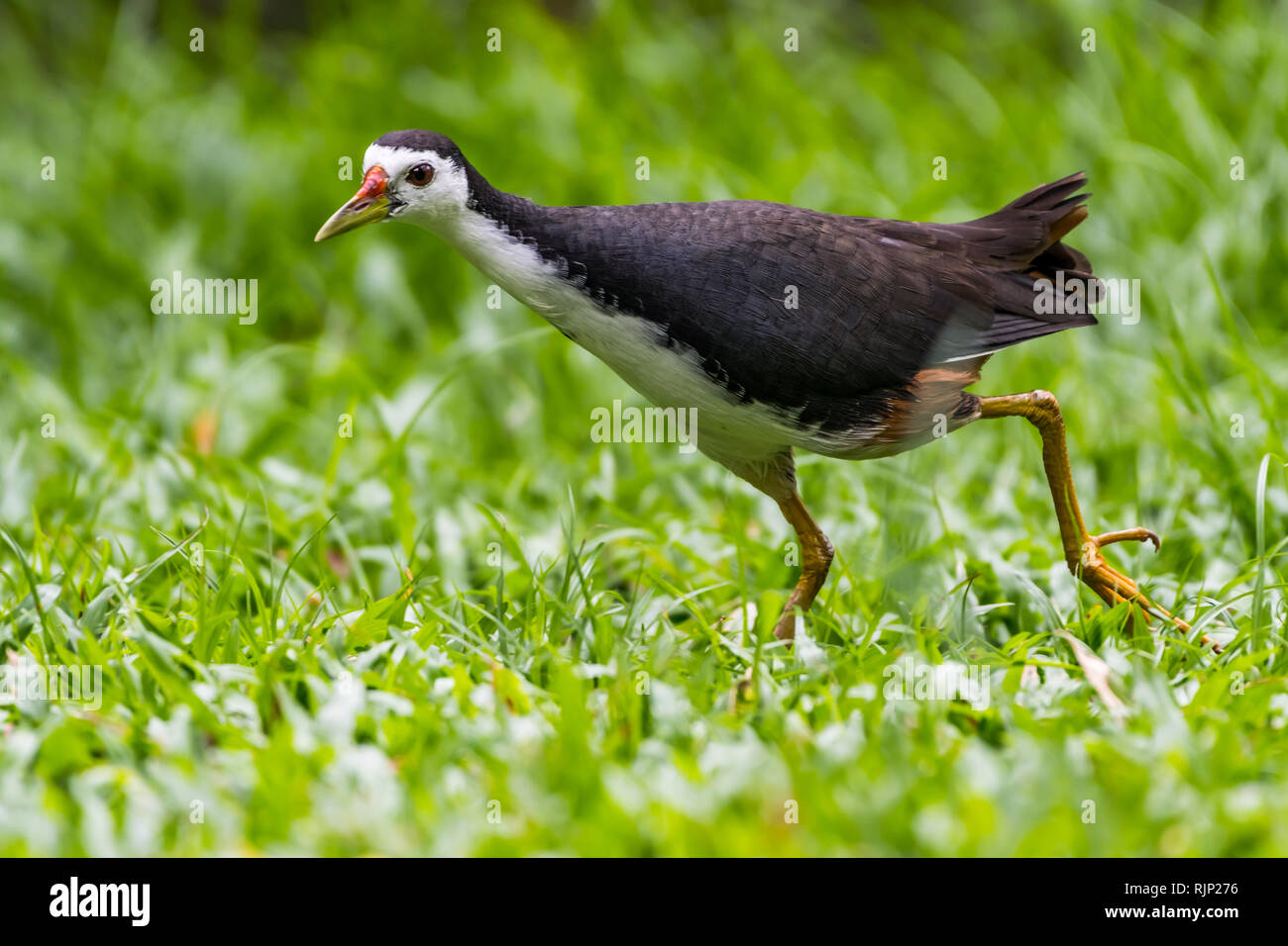 White-breasted Waterhen [Amaurornis phoenicurus] Stock Photo - Alamy