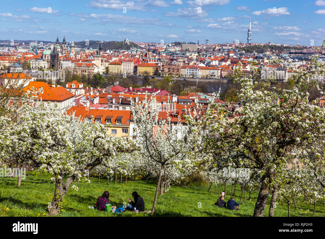 Blooming trees in Petrin Park, early spring suitable for a romantic walk overlooking Mala Strana Prague Czech Republic Petrin Hill Prague view Stock Photo