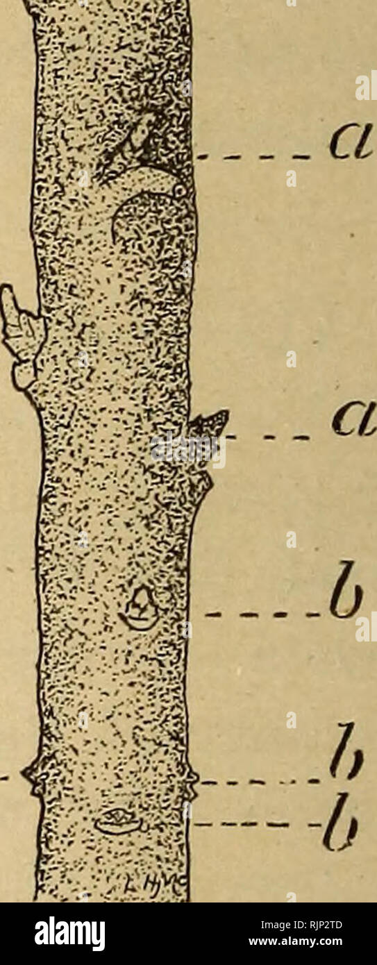 . The avocado in Florida : its propagation, cultivation, and marketing. Lauraceae; Botany. Fig. 4.—Shield bud wrapped with Avaxed cloth. (iRAFTING. a.. Fig. 5.—Bud stick; a, «, etc., ' 'live'' buds in various stages of dcveloptnent; h, h, etc., blind buds which should not be used. Baltet&quot; recommends four different methods of grafting: (1) Inarch- ing, (2) veneer grafting, (3) cleft grafting, and (4) veneer grafting near the root. In inarching and cleft grafting the top of the stock is fig- ured as having been cut away. In the other two methods the top of the stock is left until the scion  Stock Photo