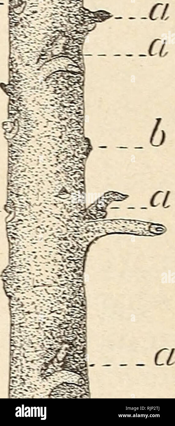 . The avocado in Florida : its propagation, cultivation, and marketing. Lauraceae; Botany. Fig. 4.âShield bud wrapped Avith Avaxed cloth. a.-. a ..b J, Fig. 5.âBtid stick: a, a, etc., â¢ - live â ' buds in various stages of development: 6, etc., blind buds -which should not be used. GRAFTING. Baltet^ recommends four different methods of grafting: (1) Inarch- ing. (2) veneer grafting. (3) cleft grafting, and (i) veneer grafting near the root. In inarching and cleft grafting the top of the stock is lig- ured as having been cut away. In the other two methods the top of the stock is left until the Stock Photo