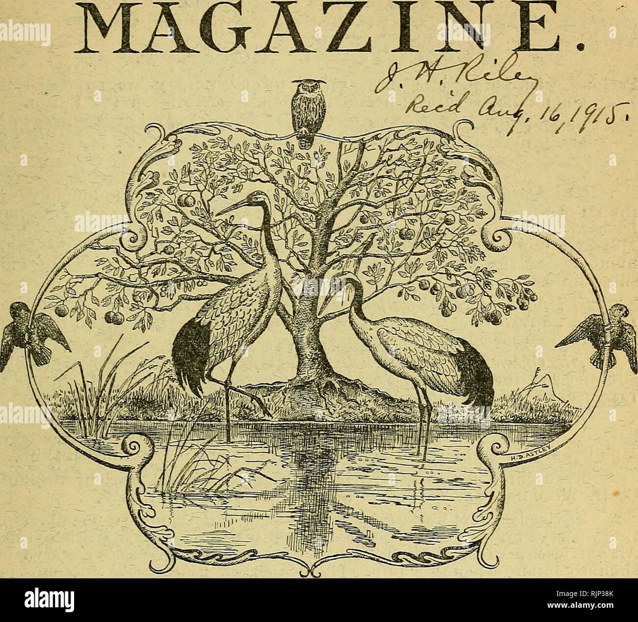 The Avicultural Magazine Birds Cage Birds Avicultural - 