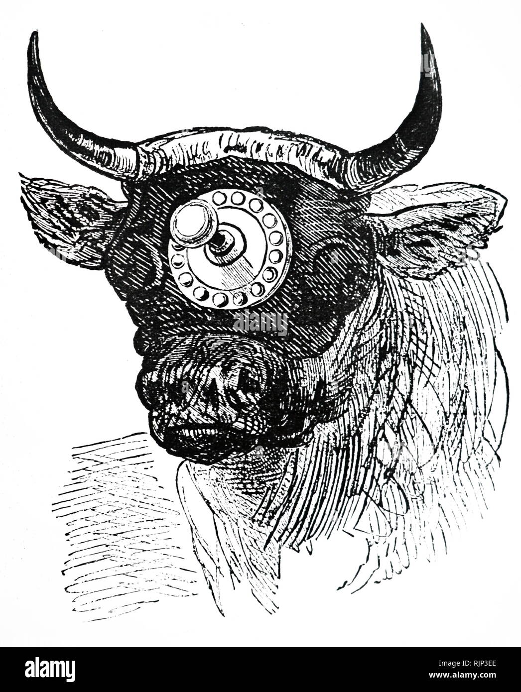 An engraving depicting a humane cattle slaughtering device of French design, using a hood which masks the eyes and holds a metal disk with a hollow bolt that forces air into the brain. Dated 19th century Stock Photo