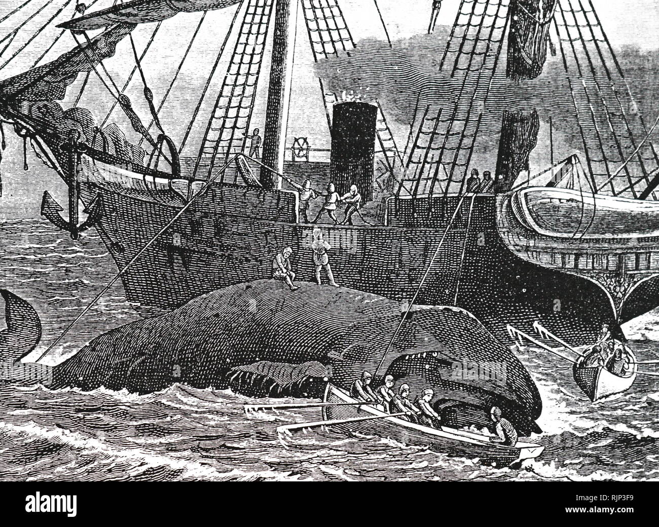 An engraving the cutting up of a whale so that it can be processed on the factory ship. Dated 19th century Stock Photo