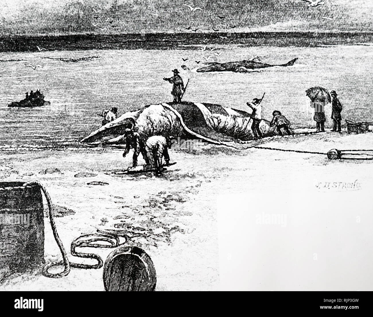 Whaling 19th Century Hi-res Stock Photography And Images - Alamy