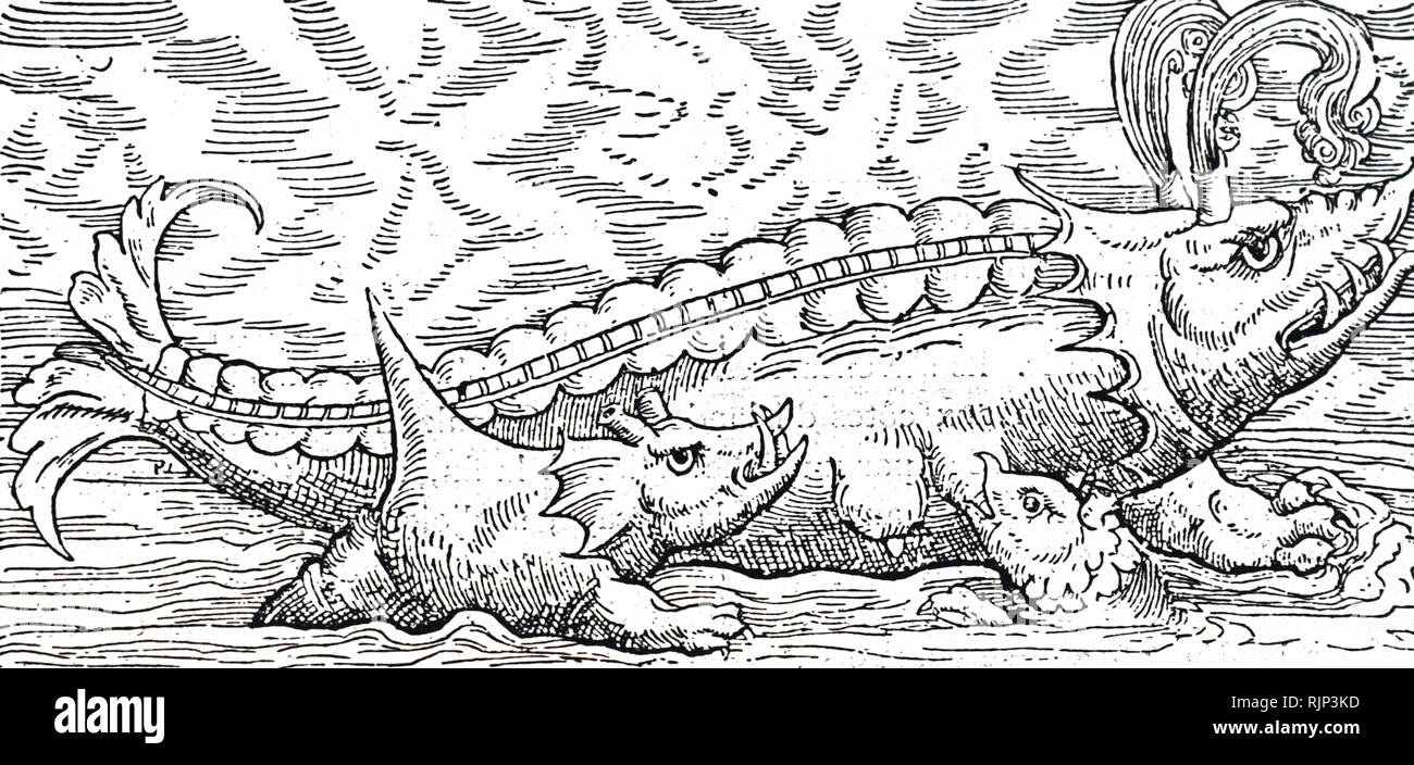 A woodcut engraving depicting a young whale suckling. Dated 16th century Stock Photo