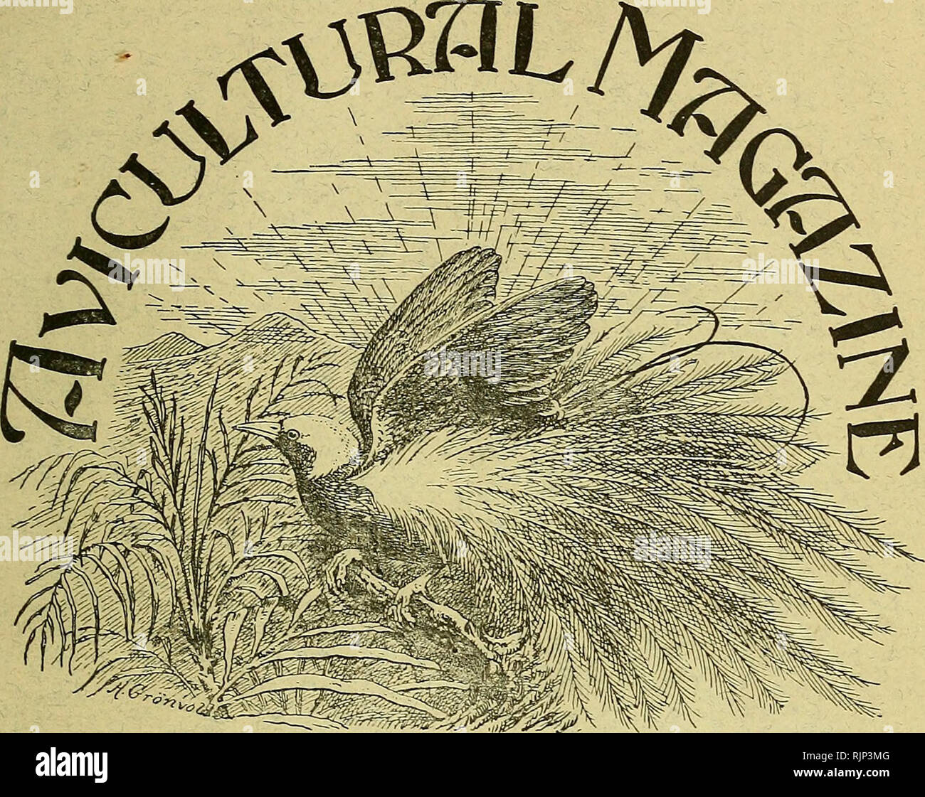 . The Avicultural magazine. Birds; Cage birds. NEW SERIES. Vfi. ill. No. 1. THE PRICE OF THIS NUMBER IS 3/-. NOVEMBER, 1904. Members' Annual Subscription, 10/-; payable in advance. a. THE JOURNAL OF THE AVICULTURAL SOCIETY. -t3 ^CONTENTS.O^ Council Tor the year 1904-5. List of Members Kules of the Avicultural Society Tlie Society's Medal... The Kuropeau Goldfinch {7vith coloured plate) by J LkwiS Bonhote, M.A The Himalayan Goldfinch, by Fkank Finn, B.A. The Nesting- of Fraser's Tonracou {illustrated by Mrs, Johnstone Recollections of some Bird Friends, by Miss 1). Hamilton Breeding- Passerin Stock Photo