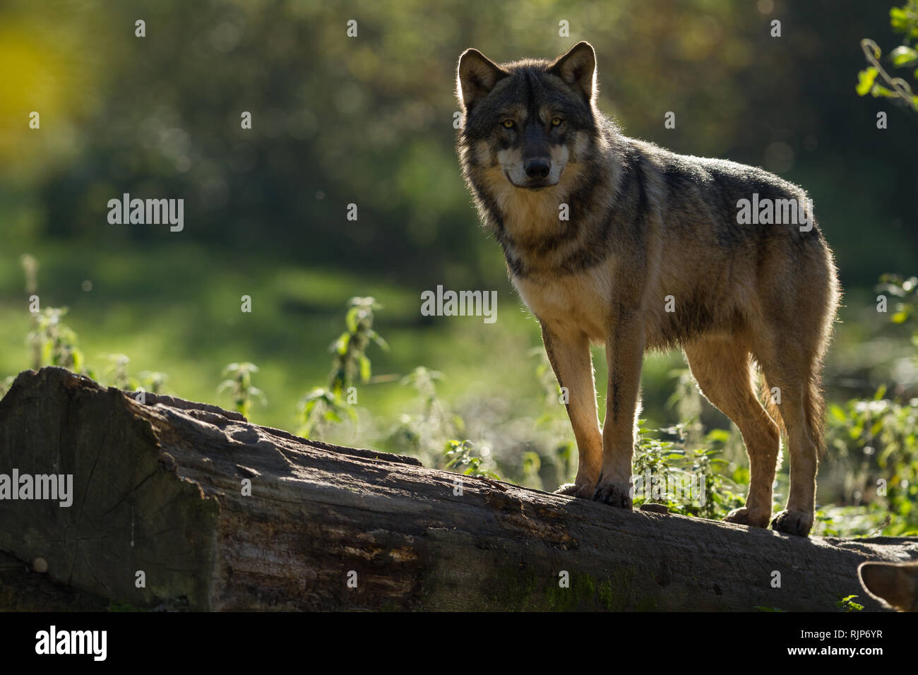 Grey wolf in the forest Stock Photo - Alamy