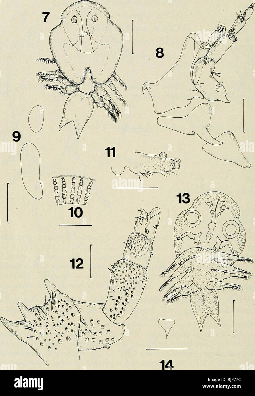 . The Australian zoologist. Zoology; Zoology; Zoology. THOMAS BYRNES. Argulus australiensis, sp. nov. Fig. 7. Male, dorsal. Fig. 8. First and second antennae, ventral. Fig. 9. Respiratory areas, ventral. Fig. 10. Ribs of sucker. Fig. 11. Basal portion of fourth leg, ventral. Fig. 12. Maxilliped, ventral. Fig. 13. Male, ventral. Fig. 14. Tooth-like process. Scales lines: (7) and (13) 1,000 Mm. (8), (10) and (12) 100 Mm. (9) and (11) 500 Mm. (14) 50 Mm. 582 Aust. Zool. 21(7), 1985. Please note that these images are extracted from scanned page images that may have been digitally enhanced for read Stock Photo