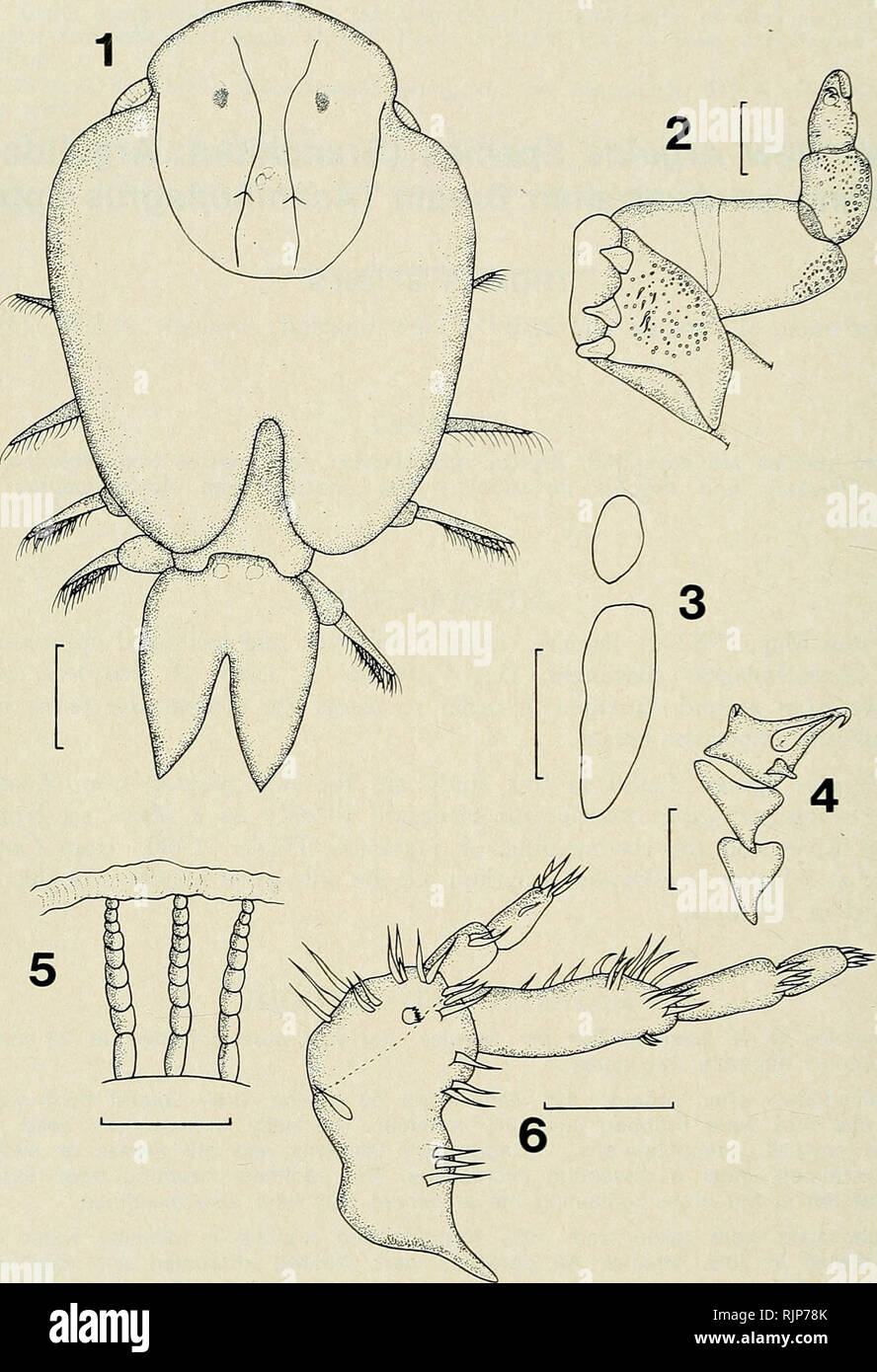 . The Australian zoologist. Zoology; Zoology; Zoology. THOMAS BYRNES. Argulus australiensis, sp. nov. Fig. 1. Female, dorsal. Fig. 2. Maxilliped, ventral. Fig. 3. Respiratory areas, ventral. Fig. 4. First antenna, ventral. Fig. 5. Ribs of sucker. Fig. 6. Second antenna, ventral. Scale lines: (1) 980 Mm. (2) and (4) 250 Mm. (3) 1,000 Mm. (5) and (6) 100 Mm. 580 Aust. Zool. 21(7), 1985. Please note that these images are extracted from scanned page images that may have been digitally enhanced for readability - coloration and appearance of these illustrations may not perfectly resemble the origina Stock Photo