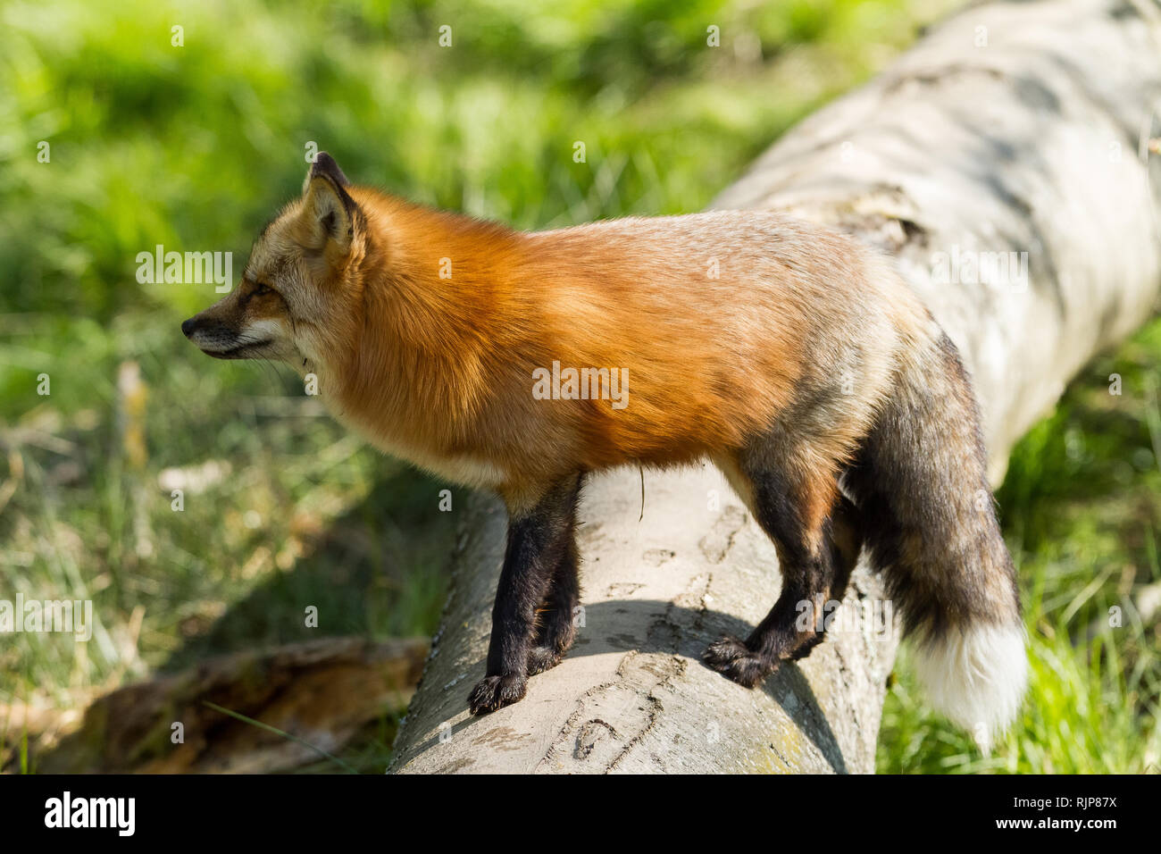 Red Fox in the forest Stock Photo - Alamy