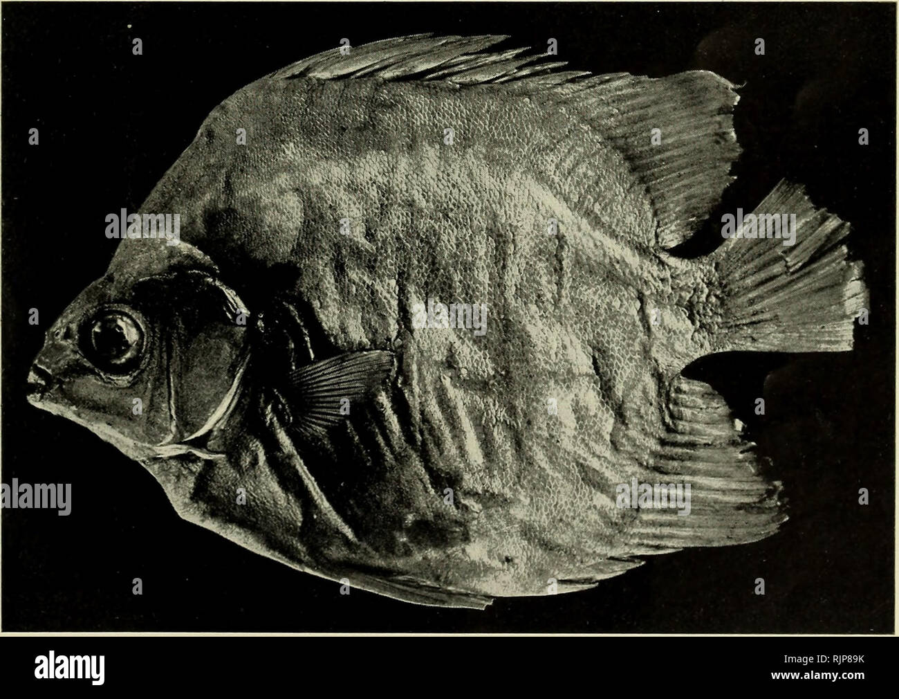 . The Australian zoologist. Zoology; Zoology; Zoology. y; 3v $ 'â *' ' Fig. 38. Angel Fish, Chaetodontoplus duboulayi.. Fig. 39. Butterfish, Selenotoca aetate-varians (Type of Scatophagies multifasciatus var. altermans).. Please note that these images are extracted from scanned page images that may have been digitally enhanced for readability - coloration and appearance of these illustrations may not perfectly resemble the original work.. Royal Zoological Society of New South Wales; Royal Zoological Society of New South Wales. Proceedings. [Sydney, Royal Zoological Society of New South Wales] Stock Photo