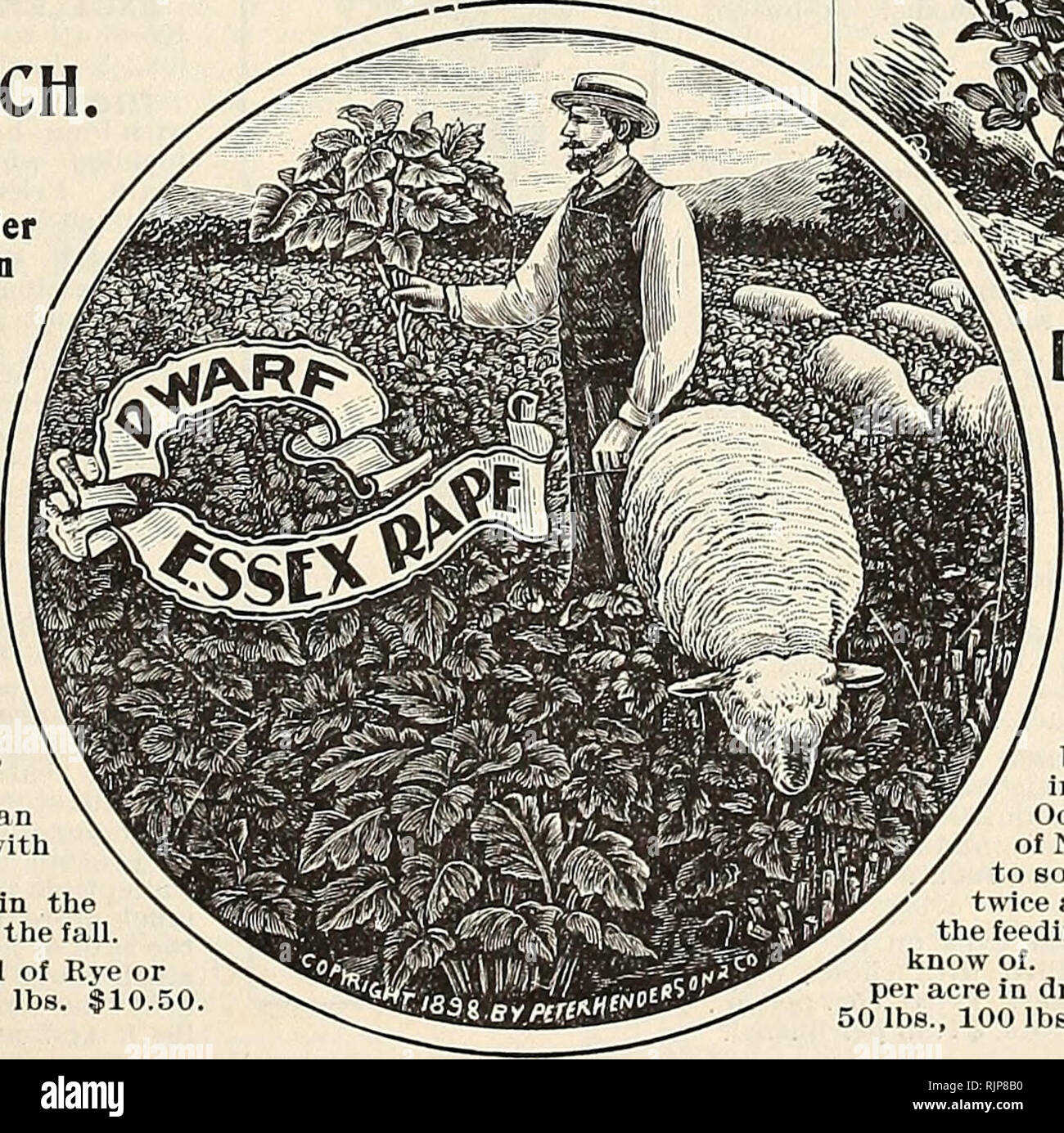 . Autumn catalogue : 1903. Gardening Equipment and supplies Catalogs; Seeds Catalogs; Bulbs (Plants) Catalogs; Flowers Seeds Catalogs; Vegetables Seeds Catalogs. ^ofuS^^^^ PETER HENDERSON A.CO., NEW YORK- 53 R Henderson's ECLEANED GRASS SEEDS FOR FALL SOWING. Prices subject to variation. Special quotations for large quantities. AWNLESS BROME CRASS. (Bromus Jnermis.) Will stand droughts and produce heavy crops in dry sections and on poor soils, where other grasses perish. It is one of the hardiest grasses and succeeds in a wide range of temperature BERMUDA CRASS. (Cynodon Dactylon.) Of great va Stock Photo