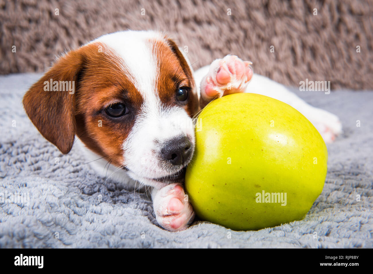 Funny Jack Russell Terrier Dog Puppy Are Lying With Yellow Apple Stock Photo Alamy