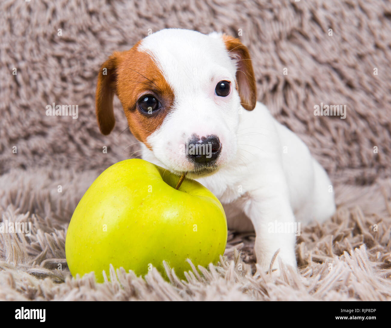 yellow jack russell terrier