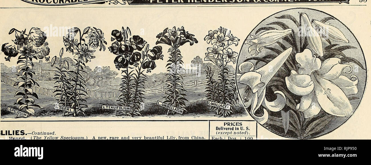 Autumn Catalogue 1903 Gardening Equipment And Supplies Catalogs