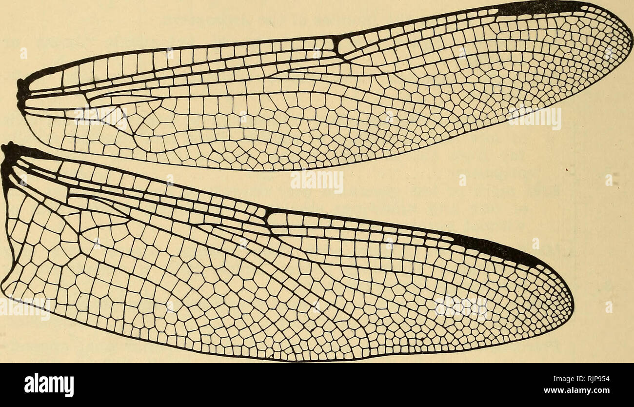 . The Australian zoologist. Zoology; Zoology; Zoology. 370 A RECLASSIFICATION OF THE ORDER ODONATA. Family. Eyes separated. Zygopterous ovipositor. Gomphidae + Petaluridae + + Aeshnidae —. + Other characters separating these three families will be found in the key given above. Family I. Gomphidae.. Fig. 7.—Wings of Gomphidae (Ictinogomphus), male. The Gomphidae is a large family containing forms of clearly denned, homogeneous faeies and all coloured black and yellow; sometimes one and sometimes the other colour preponderating. Generally those species con- fined to heavily forested areas are bl Stock Photo