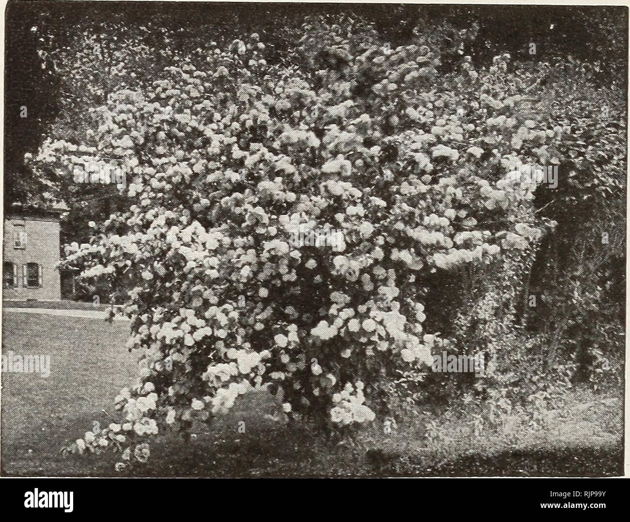 . Autumn edition : new guide to rose culture 1921. 32 THE DINGER &amp; CONARD COMPANY, WEST GROVE, PA.. Double Japan Snowball in full bloom. Spirea - Meadow Sweet Aurea (Golden Leaved).âBright golden yellow foliage and small white flowers. Billardi.âSpikes of rose-colored flowers; blooms pro- fusely. Bumalda.âDwarf-growing. Flowers rose-colored. Callosa Alba.âDwarf white-flowering variety. Callosa Rubra.âGrows 3 to 4 feet high; deep, rosy, red flowers. Callosa Superba.âLight red flowers in profusion. Prunifolia (Bridal Wreath).âDouble, pure white flowers. Reevesii.âSingle, pure white; blooms l Stock Photo