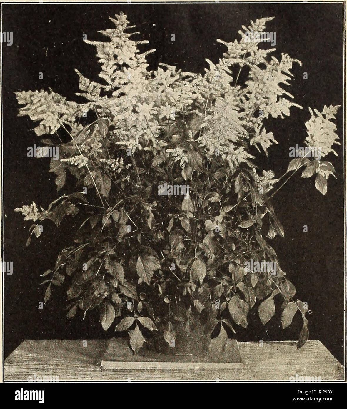 . Autumn catalogue : 1904. Gardening Equipment and supplies Catalogs; Seeds Catalogs; Bulbs (Plants) Catalogs; Flowers Seeds Catalogs; Vegetables Seeds Catalogs. PETER HFNnFRSON A CO.. NEW YORK 33 Spiraea or Astilbe. In garden culture these flower freely during the summer and are perfectly hardy, but their great value is when grown in pots for window and greenhouse decoration, in winter and spring, and for foreing for cutting. The flowers are borne in large, feathery panicles of white, and last a long time in bloom. {Ready for shipment in November.) Japonica. The old favorite. Delivered: 18c.  Stock Photo
