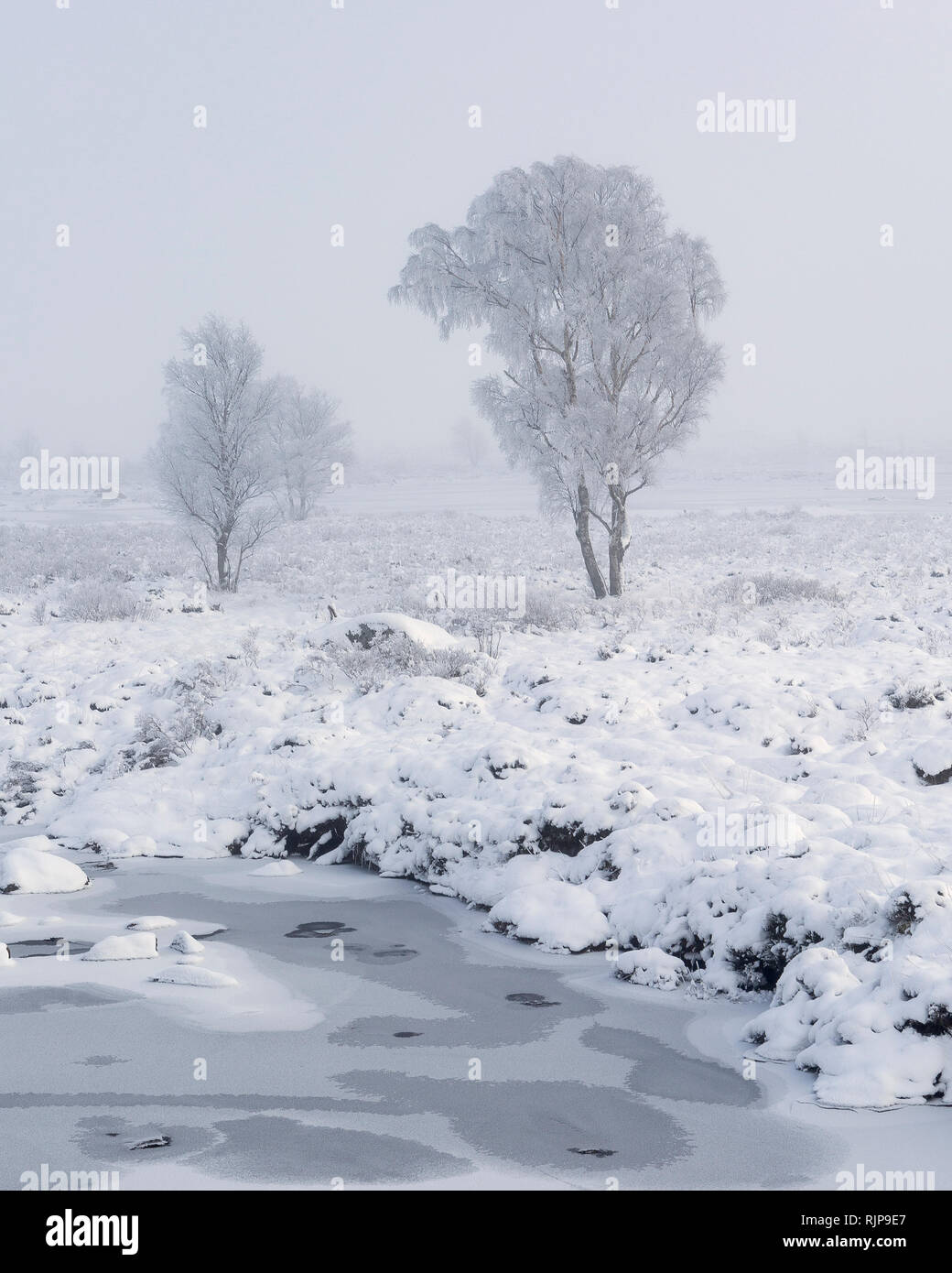Frost covered trees emerge from the mist with snow covered ground. Loch Ba, Rannoch Moor, Argyll and Bute, Scotland Stock Photo
