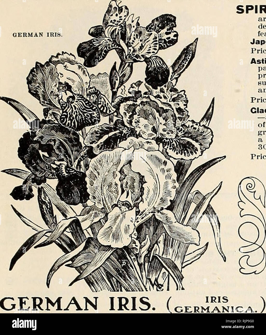 . Autumn catalogue : 1903. Gardening Equipment and supplies Catalogs; Seeds Catalogs; Bulbs (Plants) Catalogs; Flowers Seeds Catalogs; Vegetables Seeds Catalogs. PETER HENDERSON &amp; CO., NEW YORK 29 GERMAN IRIS. SPIRAEA) Or ASTILEtEo In garden culture these flower freely during the summer, and are perfectly hardy, but their great value is when grown in pots for window and greenhouse decoration, in winter and spring, and for forcing for cutting. The flowers are borne in large, feathery panicles of white, and last a long time in bloom. (Ready for shipment in November.) Japonica- The old favori Stock Photo