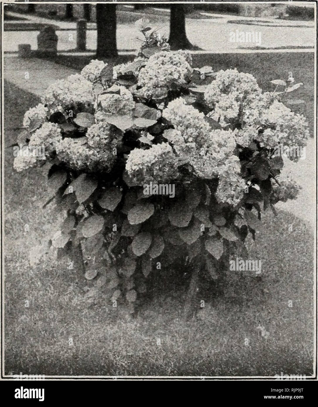 . Autumn edition 1925 : our new guide to rose culture. . Double. Bright red. Deep rose. Double, mid- New Everblooming Hydrangea Dingee Peony Edulis Superba. Double. Early. Beautiful brilliant pink. Faust. Delicate light pink: double, late. Felix Crousse. Brilliant red. Extra fine. Double, midseason. Festiva Maxima. White center, flaked red. Double, early. Festiva Alba. Cream-white, red spots. Double, late. Francois Ortegat. Deep crimson. Double. Humei. Cherry pink. Highly cinnamon scented. H u mei Carnea. Clear flesh tinged rose. Insignis. Carmine rose. Very fragrant. Jeanne D'Arc. Pure white. Stock Photo