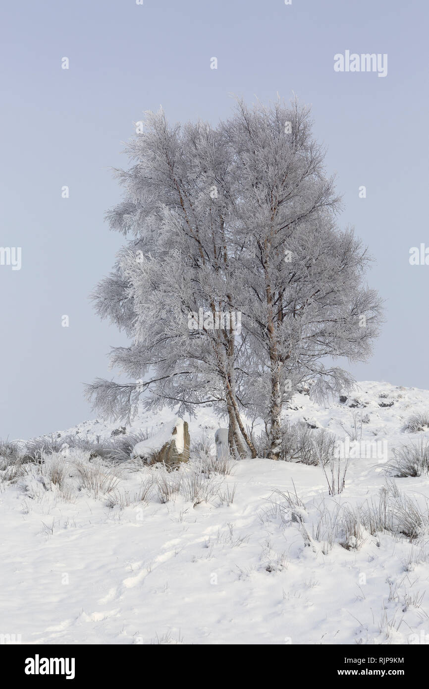 Silver Birch tree covered in frost with snow on the ground in winter. Loch Ba, Rannoch Moor, Highland, Scotland Stock Photo