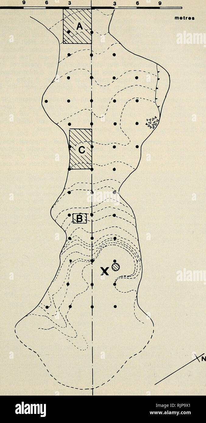 . The Australian zoologist. Zoology; Zoology; Zoology. VERTEBRATES OF VICTORIA FOSSIL CAVE Q bench mark 3 6 9 metres. Fig. 2. Floor plan of the fossil chamber. X marks the position of the access shaft. • peg positions for 3 m grid. A, marks position of initial excavation; B, position of stratigraphic pit; C, the third excavation. Aust. Zool. 21(4), 1984 307. Please note that these images are extracted from scanned page images that may have been digitally enhanced for readability - coloration and appearance of these illustrations may not perfectly resemble the original work.. Royal Zoological S Stock Photo