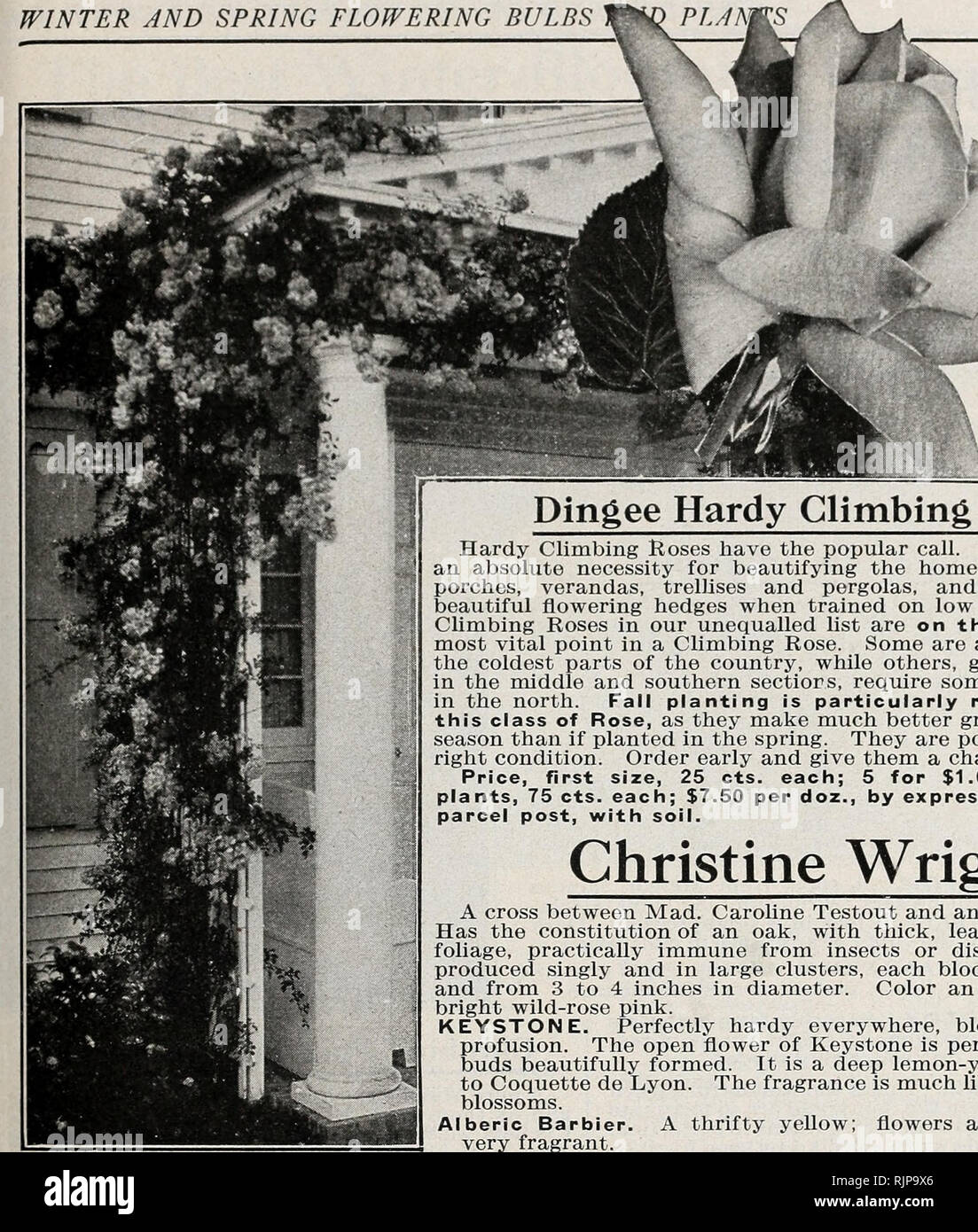 . Autumn edition 1925 : our new guide to rose culture. WINTER AND SPRING FLOWERING BULBS W*D PL/IN. 25 Christine Wright American Pillar. Produce a profusion of pretty pink flowers, dark green foliage. Climbing Killarney. Produce beautiful blooms, identical with the bush Killarney. Triumphant. Deep rose, changing to pale car- mine, shaded and variegated. Tausendschon or Thousand Beauties. One of the most beautiful climbing Roses in existence. Colors run from delicate balsam to bright rose and carmine. White Dorothy Perkins. A very rampant grower. Flowers are brilliant, glistening white, product Stock Photo