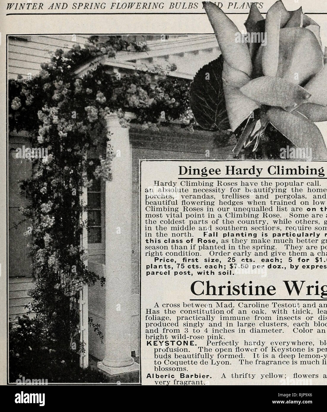 Autumn Edition 1925 Our New Guide To Rose Culture Winter And