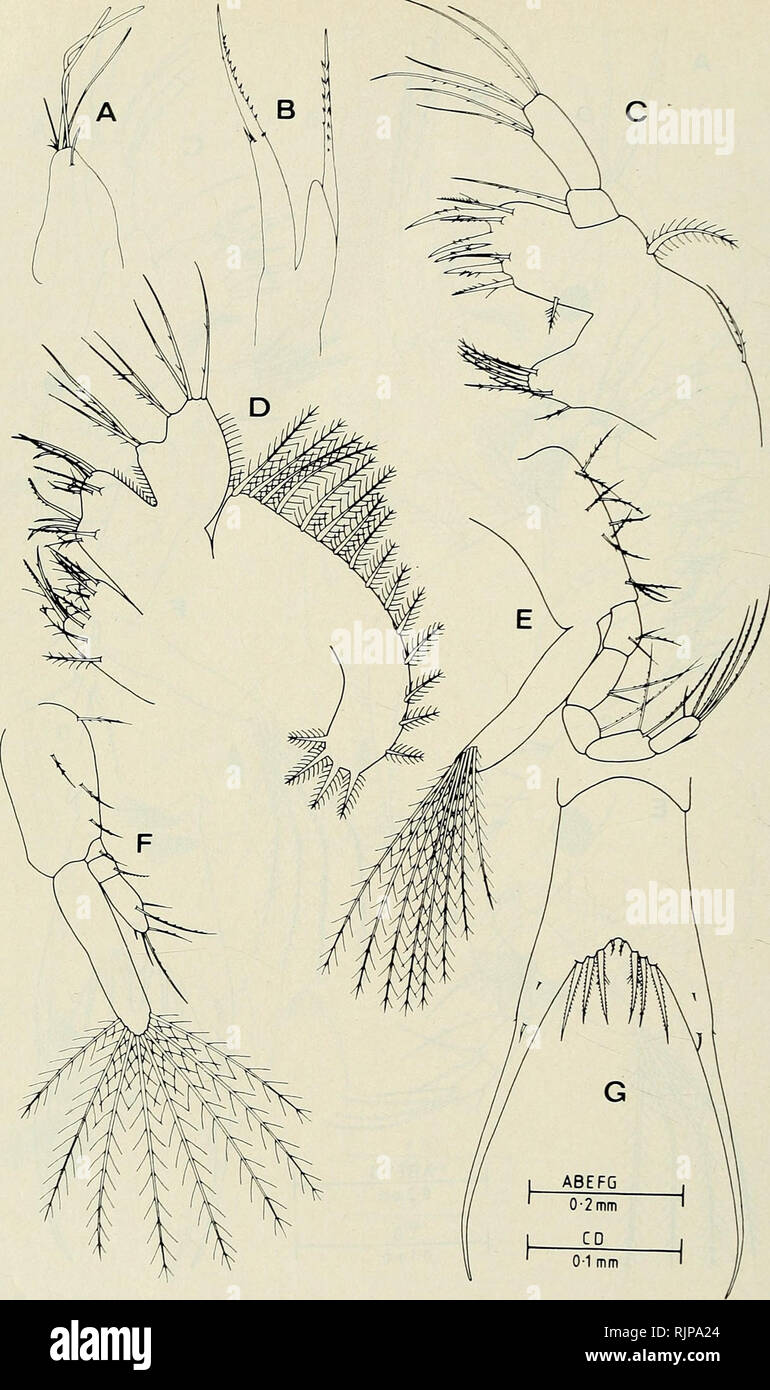 . The Australian zoologist. Zoology; Zoology; Zoology. J. G. GREENWOOD and D. R. FIELDER. Fig. 3. H. glabra third zoea's appendages. A, first antenna; B, second antenna; C, first maxilla; D, second maxilla; E, first maxilliped; F, second maxilliped; G, telson. 298 Aust. Zool. 21(3). 1984. Please note that these images are extracted from scanned page images that may have been digitally enhanced for readability - coloration and appearance of these illustrations may not perfectly resemble the original work.. Royal Zoological Society of New South Wales; Royal Zoological Society of New South Wales. Stock Photo