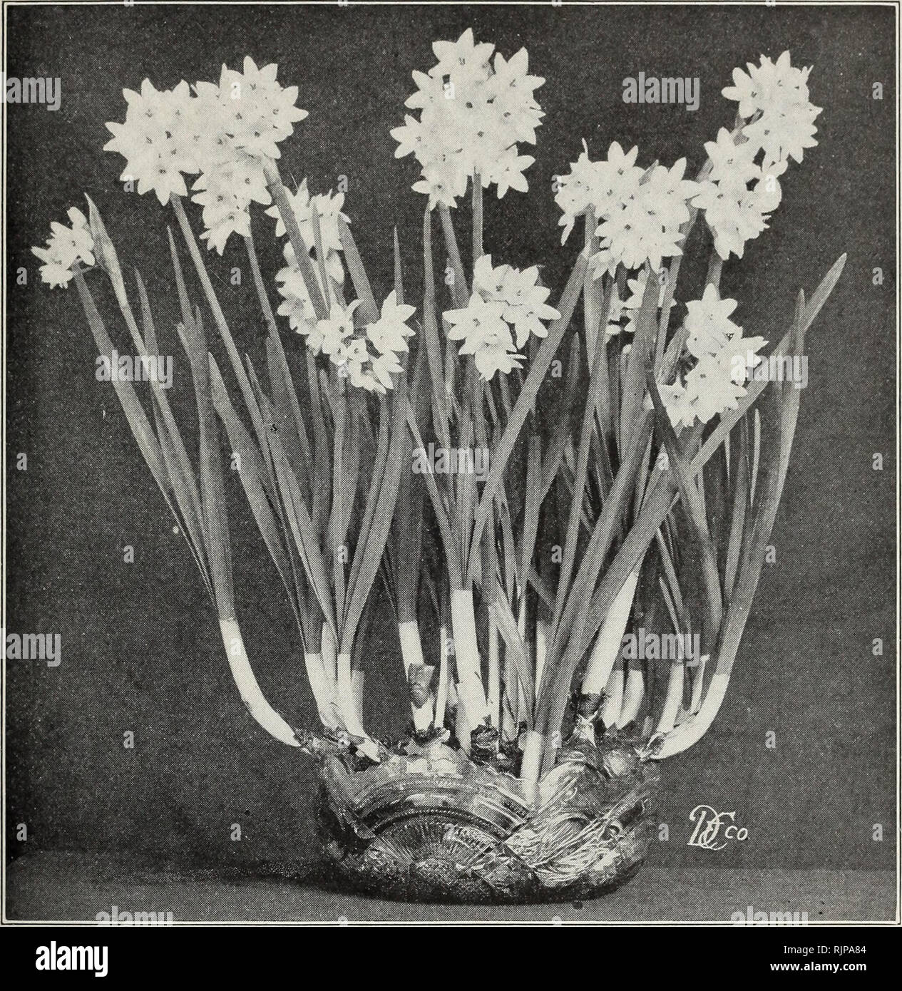 . Autumn edition 1924 our new guide to rose culture. WINTER AND