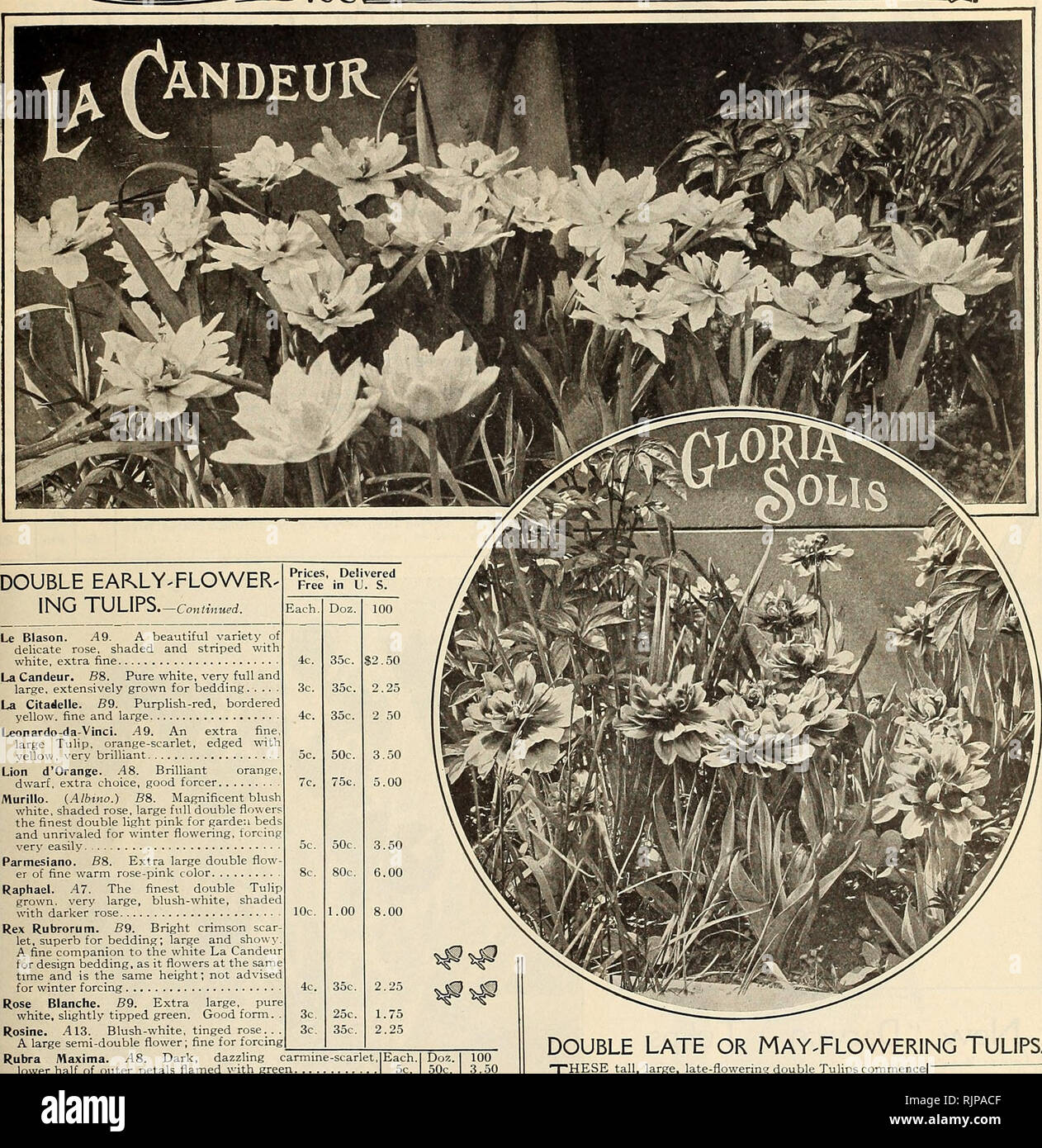 . Autumn catalogue : 1904. Gardening Equipment and supplies Catalogs; Seeds Catalogs; Bulbs (Plants) Catalogs; Flowers Seeds Catalogs; Vegetables Seeds Catalogs. •PETER HENDERSON fie CO., NEW YORK- Q 15. Le Blason. ^9. A beautiful variety of delicate rose, shaded and striped with white, extra fine La Candeur. B8. Pure white, very full and large, extensively grown for bedding La Citadelle. S9. Purplish-red, bordered yellow, fine and large Leonardo-da-Vinci. .49. An extra fine, large Tulip, orange-scarlet, edged with yellow. very brilliant Lion d'Orange. .48. Brilliant orange dwarf, extra choice Stock Photo