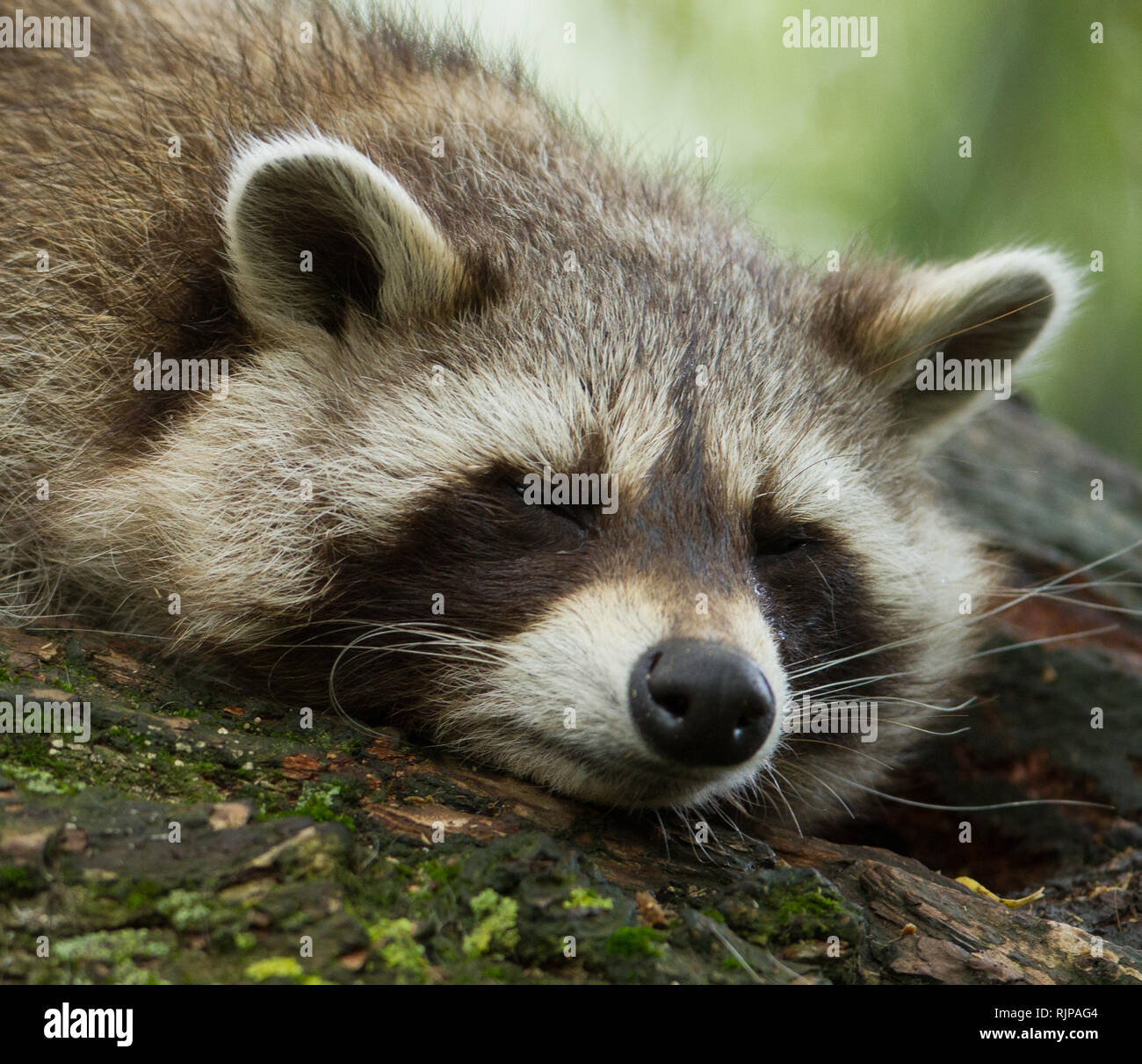 Raccoon in the tree Stock Photo