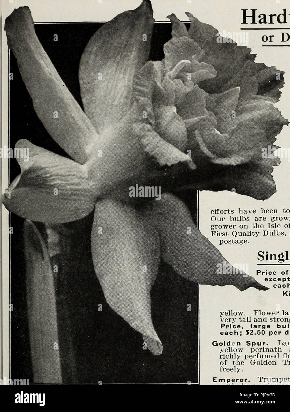 Autumn Edition 1924 Our New Guide To Rose Culture Winter And Spring Flowering Bulbs And Plants Dingee Narcissus Double Varieties Price Of Big Sound Bulbs 8 Cts Each 85 Cts
