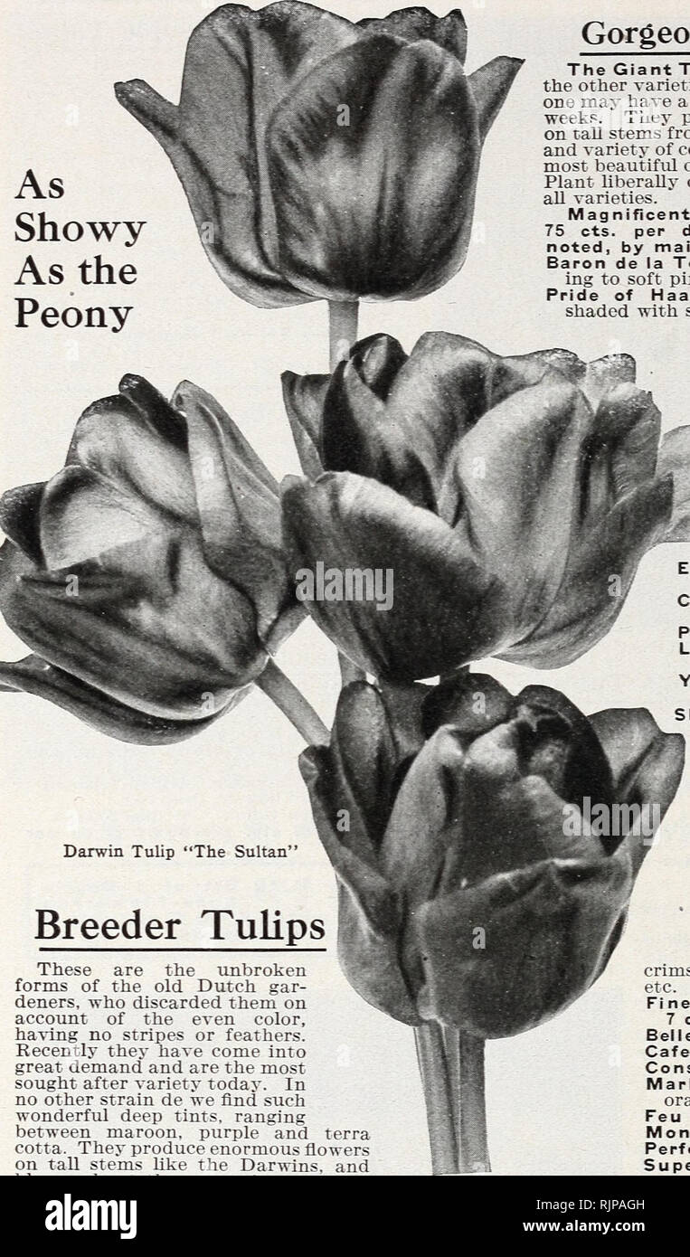 These Are Our Tulips Today >> Autumn Edition 1925 Our New Guide To Rose Culture The Dinger W These Are Our Tulips Today >> Autumn Edition 1925 Our New Guide To Rose Culture The Dinger W