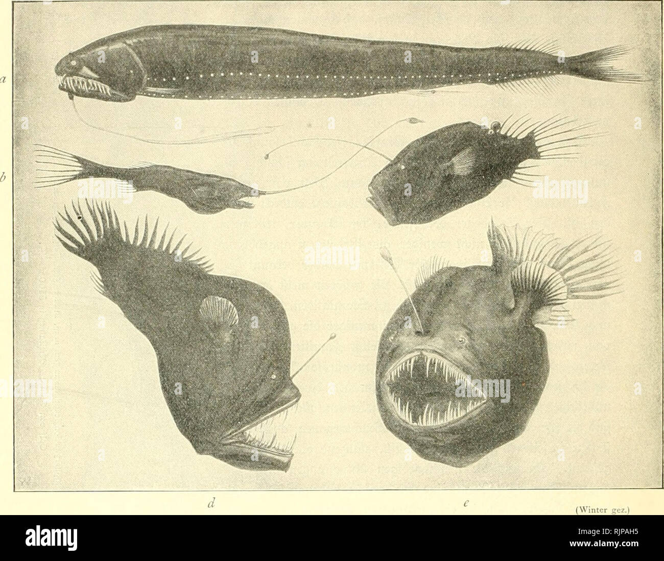 Gigantactis hires stock photography and images Alamy