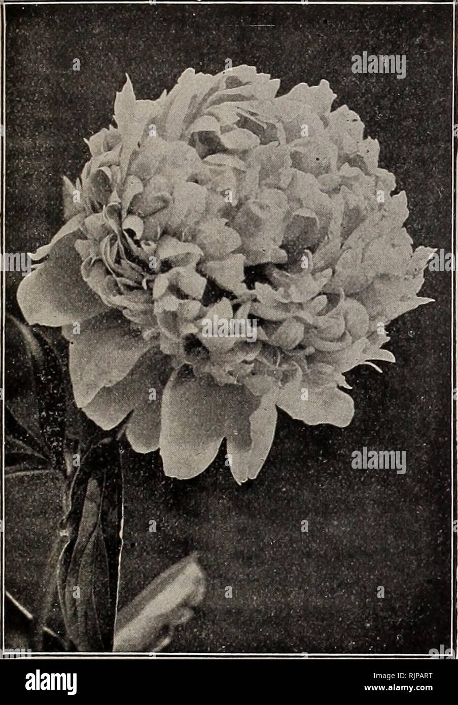 . Autumn catalogue. Seeds Catalogs; Seed industry and trade Ohio Columbus Catalogs; Vegetables Ohio Columbus Catalogs; Flowers Ohio Columbus Catalogs; Gardening Ohio Columbus Equipment and supplies Catalogs. Bulbs, Plants and Seeds iov Autumn Planting. 2i. Livi&quot;gst0&quot;,s Hardy Peonies Everybody should Plant Plenty of Peonies. Hie Most Popular of all Hardy Plants, and Con- tinually Growing in Favor. * THE FALL IS THE TIME TO PLANT THEM. Everyone knows the old-time &quot;Piney&quot; of our grandmother's garden, and how indispensable they were. It would seem almost impossible to have impr Stock Photo