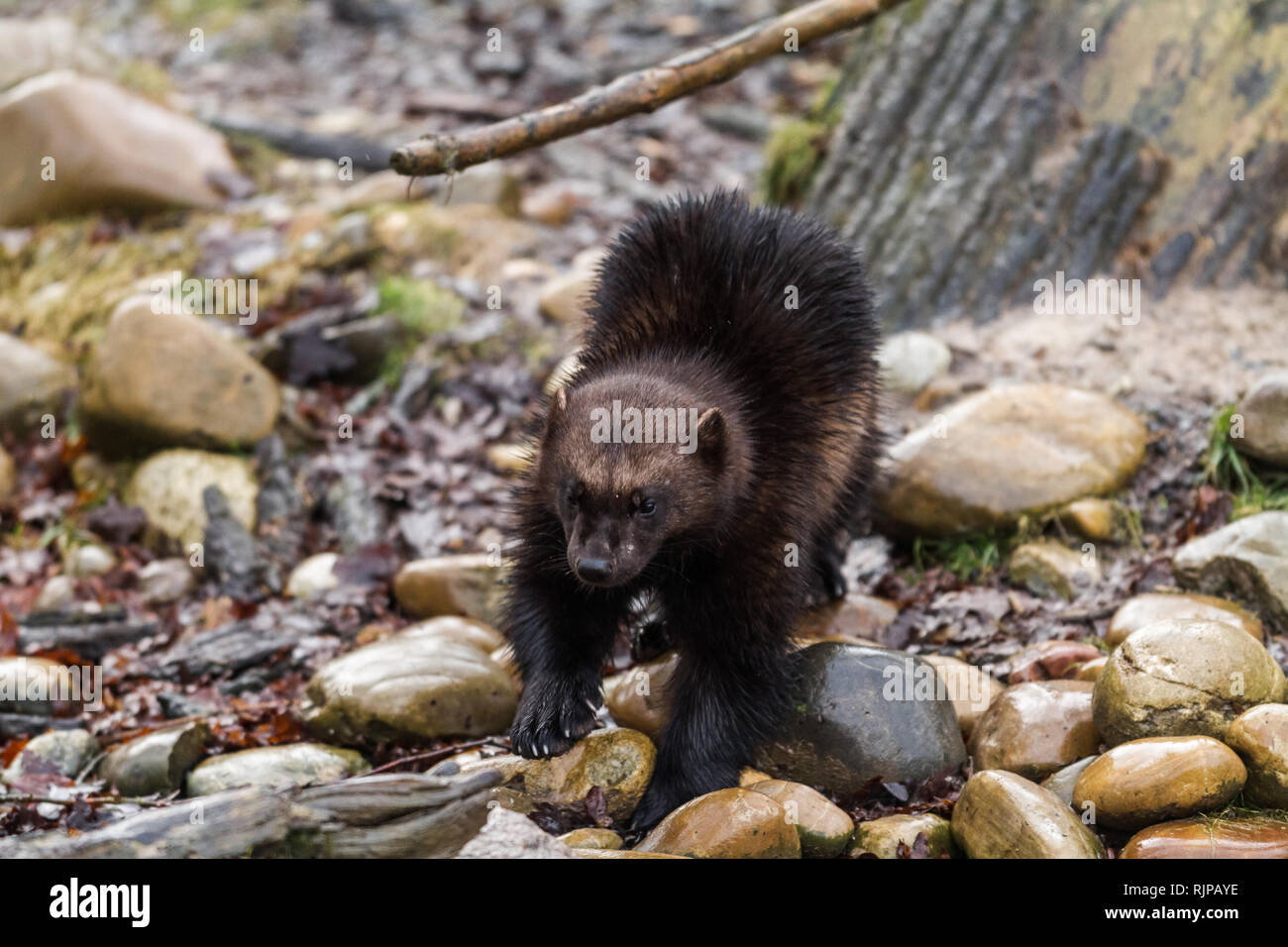 Wolverine in the forest Stock Photo - Alamy