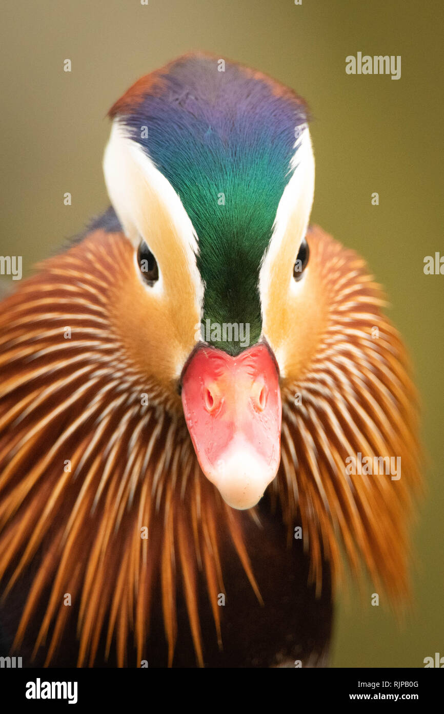 Duck eye close up hires stock photography and images Alamy