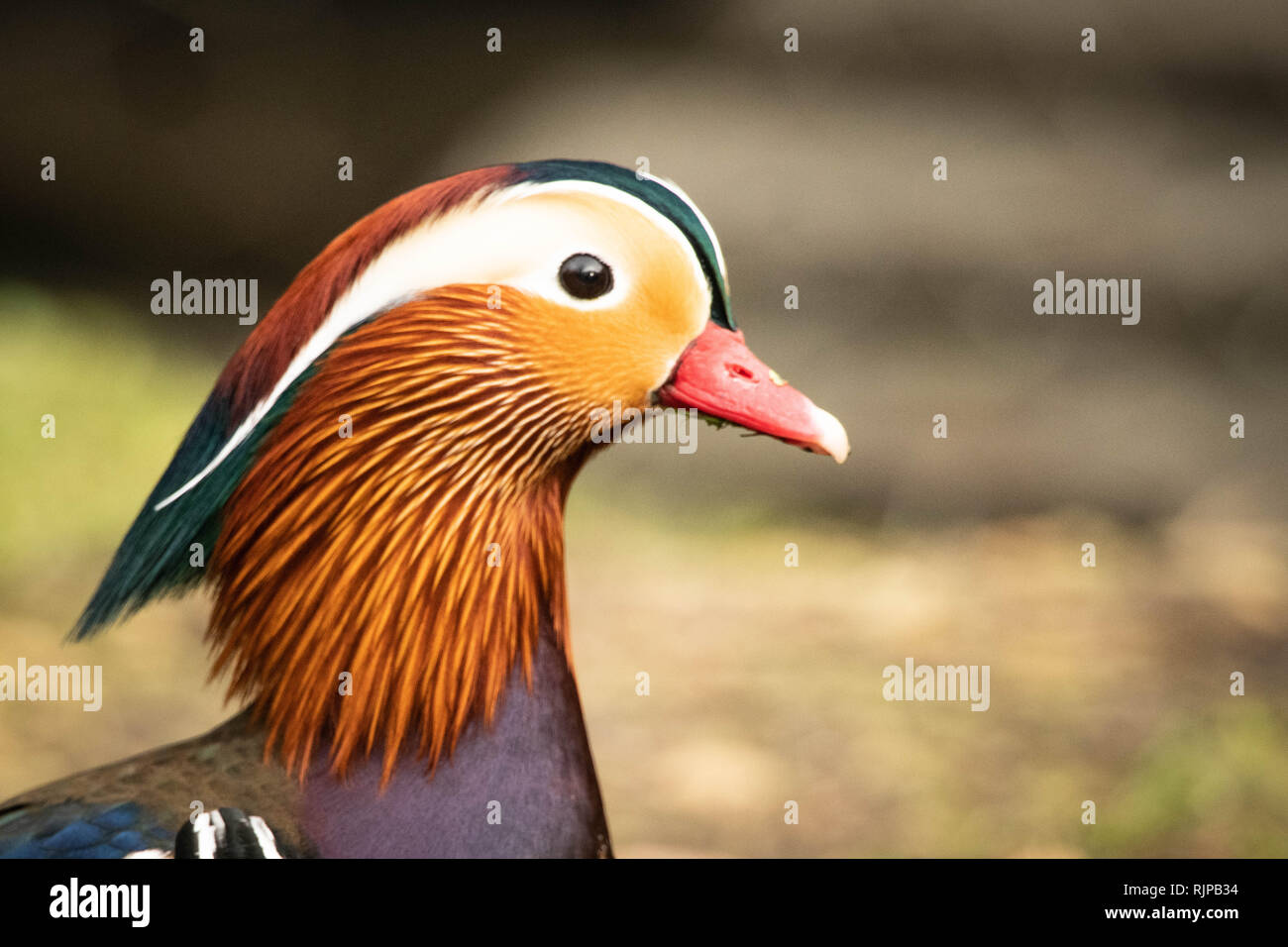 Duck eye close up hires stock photography and images Alamy