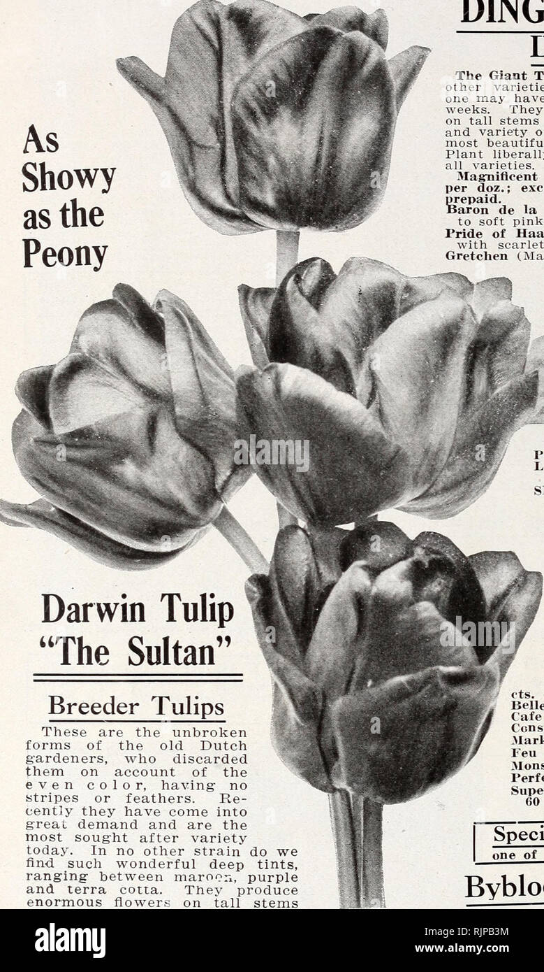 These Are Our Tulips Today >> Autumn Edition 1920 Our New Guide To Rose Culture The Dinger These Are Our Tulips Today >> Autumn Edition 1920 Our New Guide To Rose Culture The Dinger