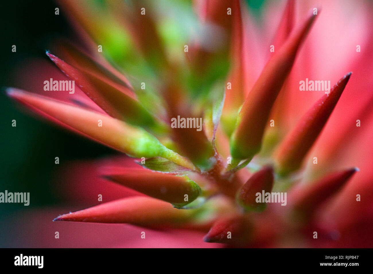 ixora flower plant macro Stock Photo