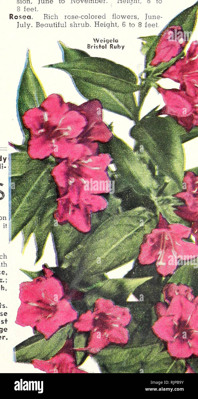 . Autumn bulbs and plants for spring beauty : 1949. Gardening Equipment and supplies Catalogs; Seeds Catalogs; Bulbs (Plants) Catalogs; Flowers Seeds Catalogs; Fruit Seeds Catalogs. Our Pamphlet on the Pruning and Care of Hardy Shrubs and California Privet sent free on appli- Ihedge plants BARBERRY (See description, page 24. ) Ideal as a hedge plant on account of its dense, bushy growth; also because it requires but little pruning to keep it in shape. PRIVET (Ligustrum ovalifolium) California Privet. For Hedges. Of all the shrubs which have been tried for hedging, none can compare with this. O Stock Photo