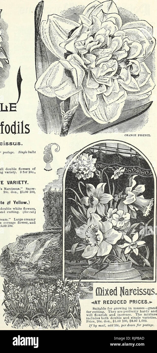 . Autumn bulbs : 1894. Gardening Equipment and supplies Catalogs; Seeds Catalogs; Bulbs (Plants) Catalogs; Flowers Catalogs; Flowers Seeds Catalogs. DOUBliE Jlaf eissas w Daffodils t&gt;ouble | Camellia plotuered n apeissus. If desired by mail, add at the rate of 10c. per dozen for postage, mailed free. YELLOW VARIETY. Incomparable fl. pi. &quot; Butter and Eggs.&quot; Full double flowers of rich yellow, with orange nectary, splendid forcing variety. 3 for 10c, 25c. doz., §1.50 100. &quot;GARDENIA FLOWERED&quot; WHITE VARIETY. Alba Plena Odorata. &quot;The Double White Poet's Narcissus.&quot; Stock Photo