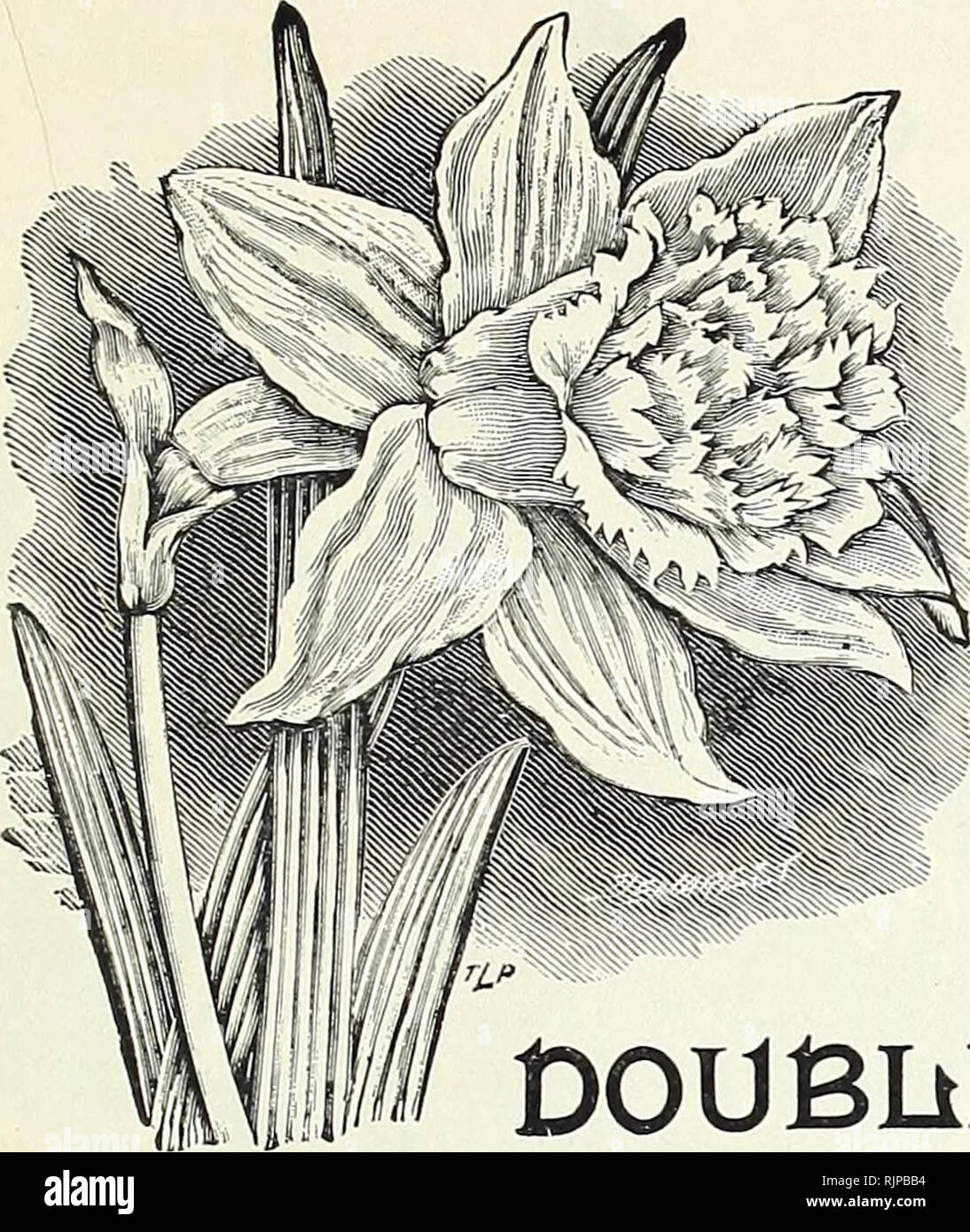 . Autumn bulbs : 1894. Gardening Equipment and supplies Catalogs; Seeds Catalogs; Bulbs (Plants) Catalogs; Flowers Catalogs; Flowers Seeds Catalogs. PETER HENDERSON &amp; CO., NEW YORK.-BULBS. 19. DOUBliE Jlaf eissas w Daffodils t&gt;ouble | Camellia plotuered n apeissus. If desired by mail, add at the rate of 10c. per dozen for postage, mailed free. YELLOW VARIETY. Incomparable fl. pi. &quot; Butter and Eggs.&quot; Full double flowers of rich yellow, with orange nectary, splendid forcing variety. 3 for 10c, 25c. doz., §1.50 100. &quot;GARDENIA FLOWERED&quot; WHITE VARIETY. Alba Plena Odorata Stock Photo